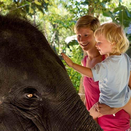Family Elephant Experience