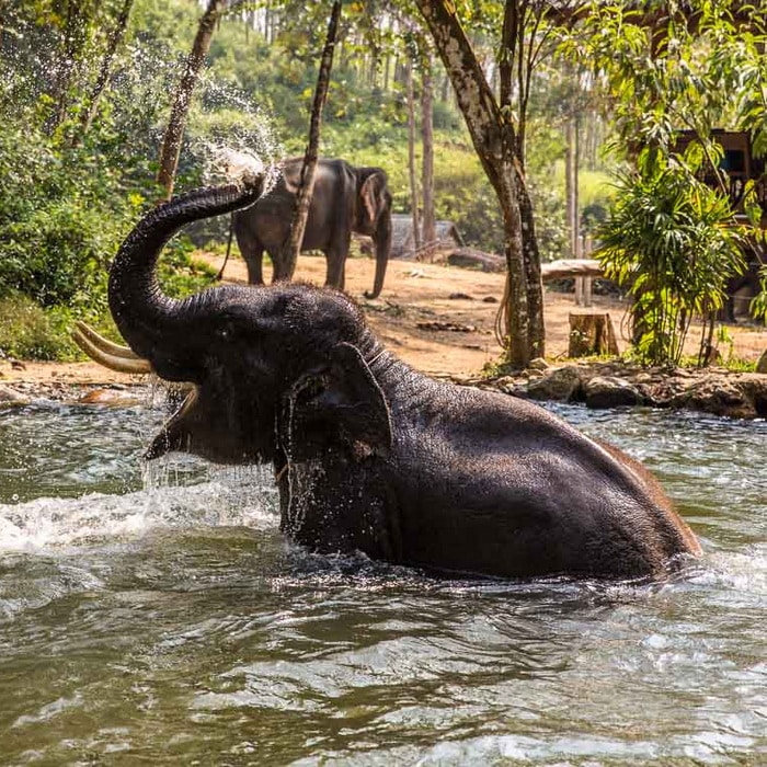 Elephant Park - Elephant Care Experience