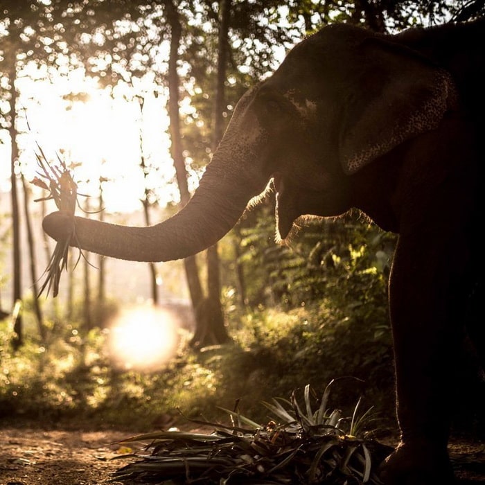 Elephant Park - Unique Dawn Elephant experience