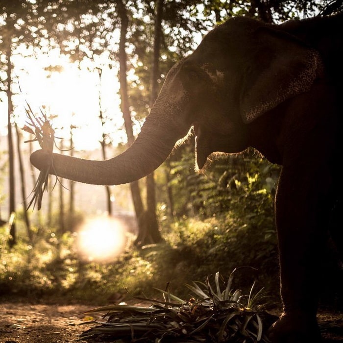 Elephant Park - Unique Dawn Elephant experience - Thailand Bucket List